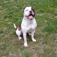 American Bulldog per monta