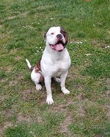 American Bulldog per monta