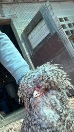 Gallo padovano sparviero