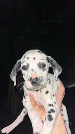 Vendita di cuccioli maschi dalmata