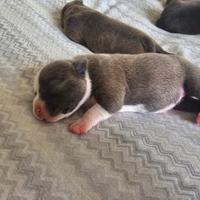 Staffordshire bull terrier