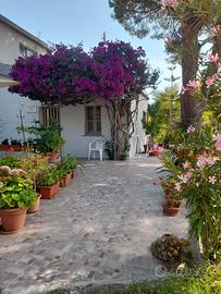 "  Casa Bouganville   "  La Caletta 