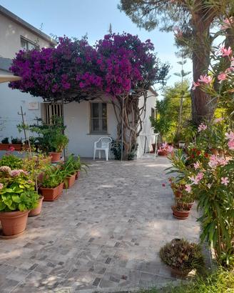 "  Casa Bouganville   "  La Caletta 