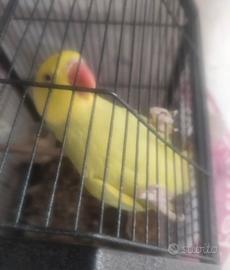 Parrocchetto dal collare