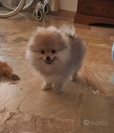 Spitz di pomerania nano