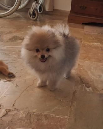 Spitz di pomerania nano