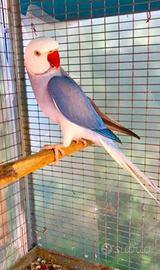 Pulletti di pappagalli parrocchetti dal collare