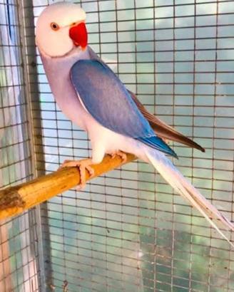 Pulletti di pappagalli parrocchetti dal collare