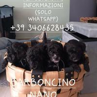 Barboncino nano