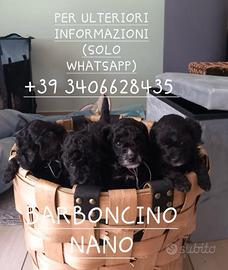 Barboncino nano