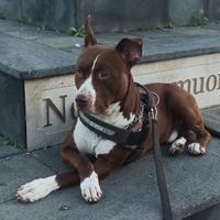 American Pitbull da riproduzione per monta