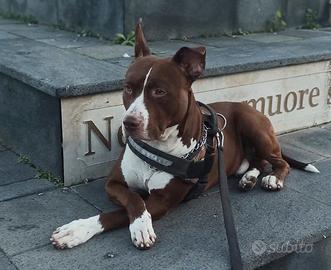 American Pitbull da riproduzione per monta