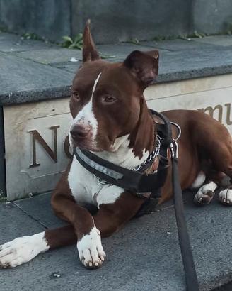 American Pitbull da riproduzione per monta