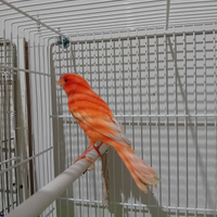 Canarino rosso brinato