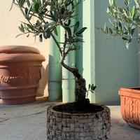 Bonsai olivo vaso tondo stupendo
