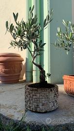Bonsai olivo vaso tondo stupendo