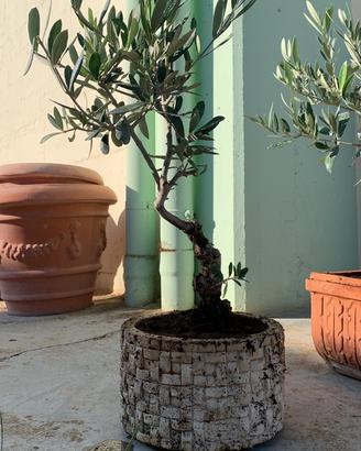 Bonsai olivo vaso tondo stupendo