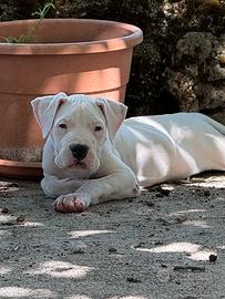 Dogo argentino
