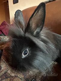 Coniglio
