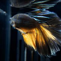 Betta splendens halfmoon mustard