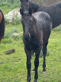 Vendita puledri di sesso M