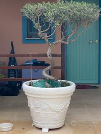 Pianta di ulivo ritorto, etá 30 anni