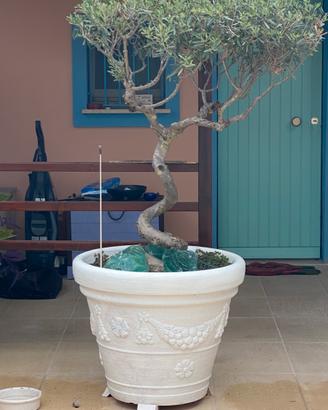 Pianta di ulivo ritorto, etá 30 anni