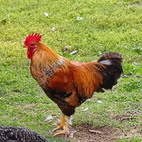 Galli