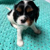 Cuccioli Cavalier King Charles Spaniel - Milano
