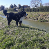 Bovaro del bernese x accoppiamento