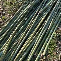 Canne di bambu