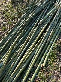 Canne di bambu