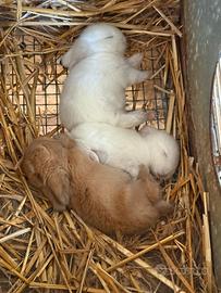 Ariete nano mini lop