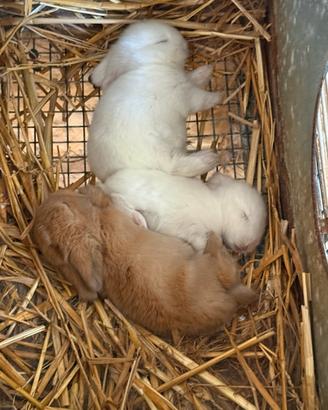 Ariete nano mini lop