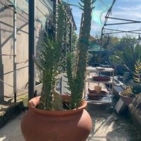 Pianta cactus