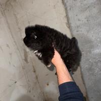 Spitz di Pomerania nano