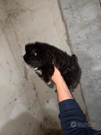 Spitz di Pomerania nano