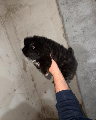 Spitz di Pomerania nano