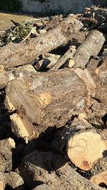 Legna di Ulivo 35/40cm