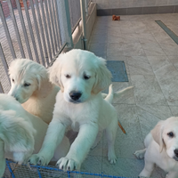 Cuccioli golden retriever