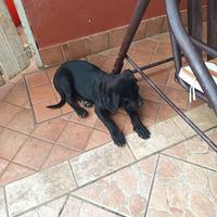 Vendita cucciolo cane corso