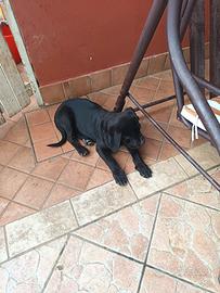 Vendita cucciolo cane corso