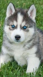Siberian husky