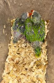 Pulli parrocchetto dal collare ancestrale