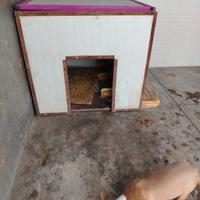 cuccia coibentata per cani 