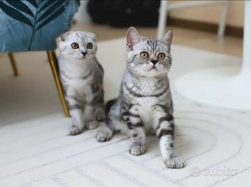 Gattini Scottish Fold e British shorthair