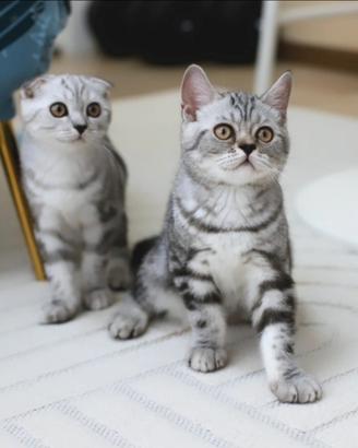 Gattini Scottish Fold e British shorthair