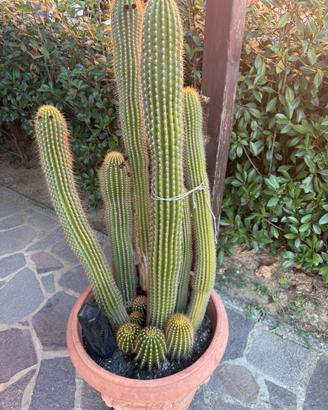 Cactus