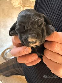 Cuccioli cocker
