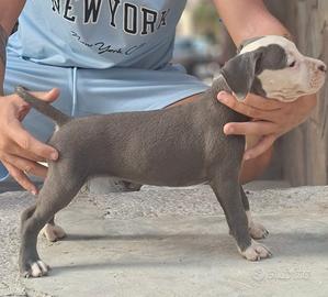 Amstaff 
